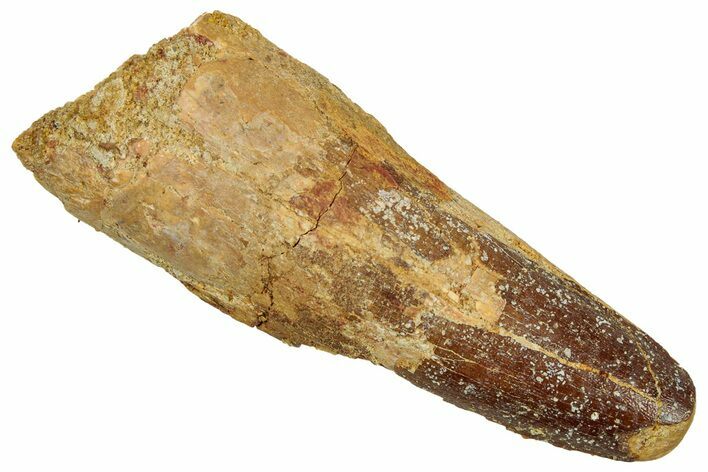 Fossil Spinosaurus Tooth - Real Dinosaur Tooth #329661